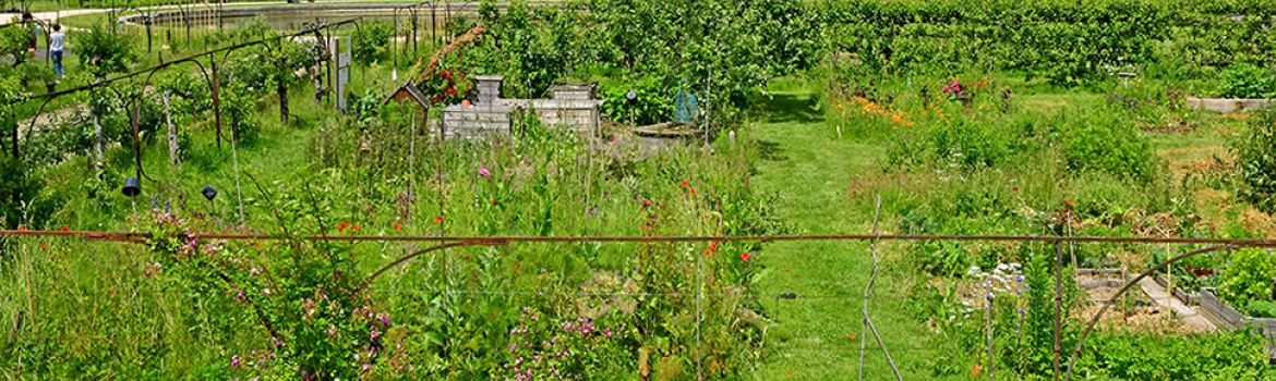 Close-up of part of the gardens of the Potager du Roi at Versailles