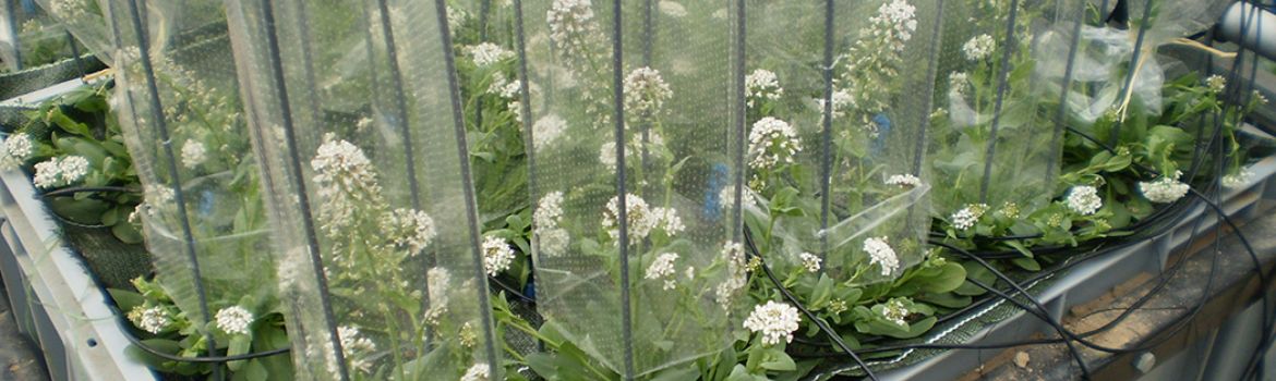 Expérience de phénotypage de plantes hyperaccumulatrices pour la remédiation. On voit des plantes (Noccaea) alignées sur un tablard