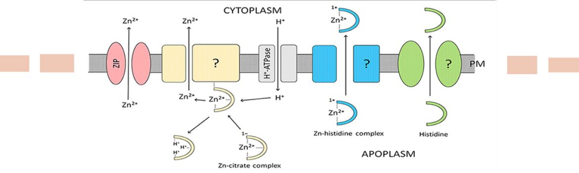 schéma de la membrane d'une cellule végétale avec ses différents potentiels transporteurs membranaires pour le zinc