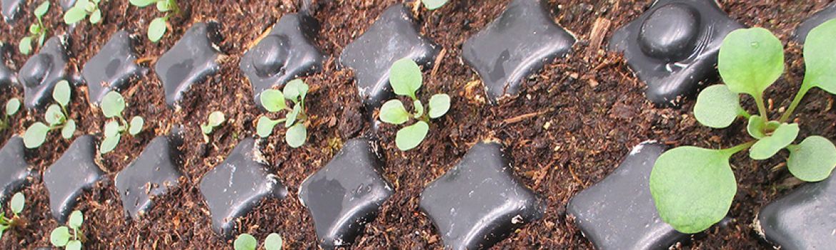 Photo de petits plants de Noccaea Caerulescens, plante phytoaccumulatrice, cultivée dans des petits godets