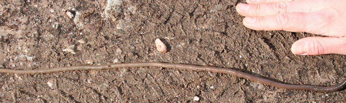 Photo d'un grand ver Aporrectodea velox avec comme échelle une main humaine à côté. Droits photos Apolline Auclerc