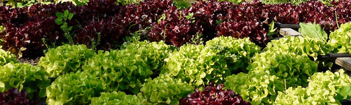 salades en culture