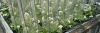 Expérience de phénotypage de plantes hyperaccumulatrices pour la remédiation. On voit des plantes (Noccaea) alignées sur un tablard
